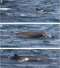 Image result for Mesoplodon bidens