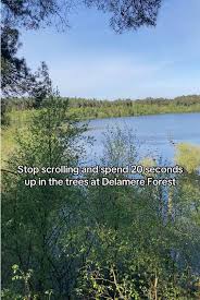 Image result for The Go Ape Experience (Delamere Forest)