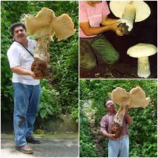 Image result for macrocybe titans