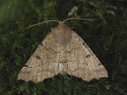 Attēlu rezultāti vaicājumam “Odontopera bidentata”