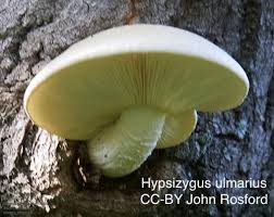 Attēlu rezultāti vaicājumam “Hypsizygus ulmarius”