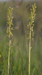 Attēlu rezultāti vaicājumam “Listera ovata bud”