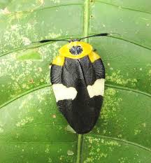 Attēlu rezultāti vaicājumam “Blattoptera”