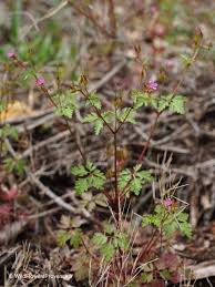 Attēlu rezultāti vaicājumam “Geranium robertianum flower”