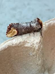 Attēlu rezultāti vaicājumam “Phalera bucephala imago”