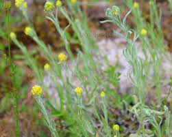 Attēlu rezultāti vaicājumam “Helichrysum arenarium leaf”