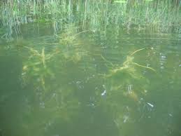 Attēlu rezultāti vaicājumam “Potamogeton praelongus”