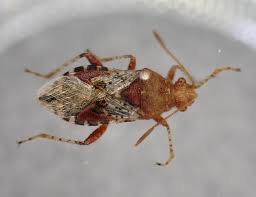 Attēlu rezultāti vaicājumam “Rhopalus maculatus”