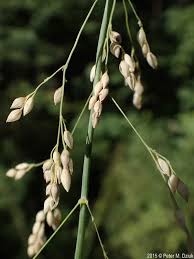 Attēlu rezultāti vaicājumam “Milium effusum”