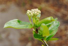 Attēlu rezultāti vaicājumam “Aronia melanocarpa bud”