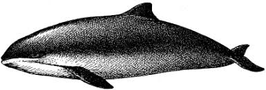 Image result for Phocoena phocoena