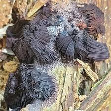 Attēlu rezultāti vaicājumam “Stemonitis flavogenita”