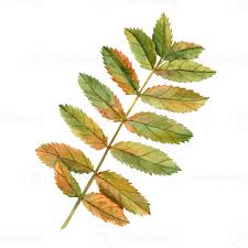 Attēlu rezultāti vaicājumam “Sorbus aucuparia leaf”