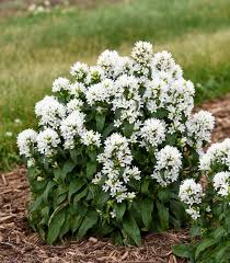 Attēlu rezultāti vaicājumam “Campanula glomerata”