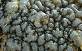 Attēlu rezultāti vaicājumam “Nostoc pruniforme”