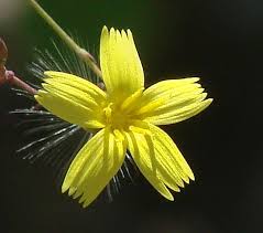 Attēlu rezultāti vaicājumam “Mycelis muralis leaf”