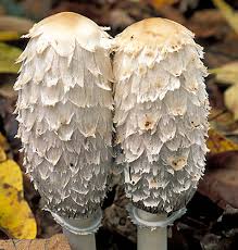 Image result for coprinus