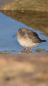 Attēlu rezultāti vaicājumam “Calidris maritima adult”