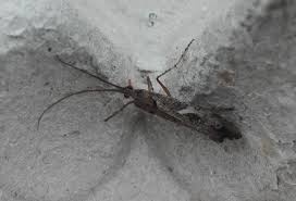 Attēlu rezultāti vaicājumam “Glyphotaelius pellucidus”