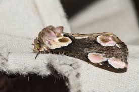 Attēlu rezultāti vaicājumam “Thyatira batis larva”