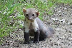 Attēlu rezultāti vaicājumam “Martes foina”