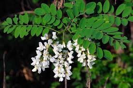 Attēlu rezultāti vaicājumam “Robinia pseudoacacia”
