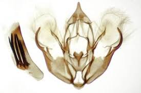 Attēlu rezultāti vaicājumam “Hydria cervinalis”
