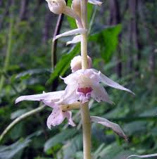 Attēlu rezultāti vaicājumam “Epipactis helleborine flower”