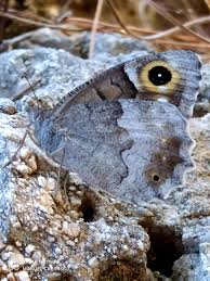 Attēlu rezultāti vaicājumam “Hipparchia alcyone underside”