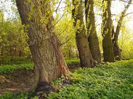 Attēlu rezultāti vaicājumam “Populus x petrowskyana”