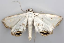 Attēlu rezultāti vaicājumam “Cataclysta lemnata”