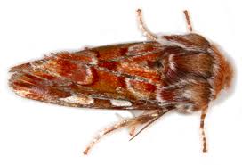 Attēlu rezultāti vaicājumam “Panolis flammea”