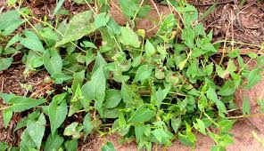 Attēlu rezultāti vaicājumam “Fallopia convolvulus leaf”