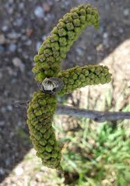 Attēlu rezultāti vaicājumam “Juglans x sinensis leaf”
