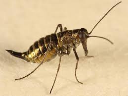 Attēlu rezultāti vaicājumam “Boreus”