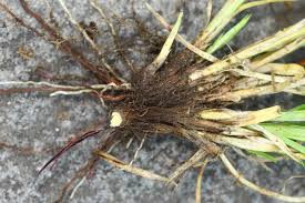 Attēlu rezultāti vaicājumam “Carex spicata”