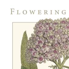 Attēlu rezultāti vaicājumam “Adoxaceae”