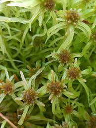 Attēlu rezultāti vaicājumam “Sphagnum flexuosum”