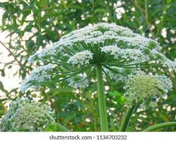 Attēlu rezultāti vaicājumam “Heracleum sosnowskyi”