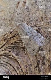 Attēlu rezultāti vaicājumam “Orthosia populeti”