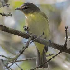Image result for Vireo philadelphicus