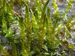 Attēlu rezultāti vaicājumam “Calliergon megalophyllum”