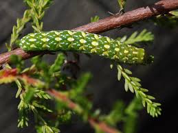 Attēlu rezultāti vaicājumam “Anarta myrtilli”