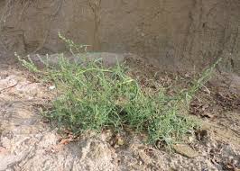 Attēlu rezultāti vaicājumam “Atriplex littoralis”