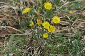 Attēlu rezultāti vaicājumam “Tussilago farfara flower”
