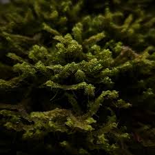 Attēlu rezultāti vaicājumam “Bazzania trilobata”