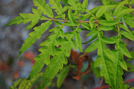 Attēlu rezultāti vaicājumam “Rhus typhina leaf”