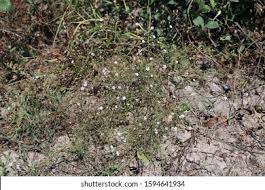 Attēlu rezultāti vaicājumam “Gypsophila muralis fruit”