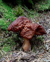 Attēlu rezultāti vaicājumam “Gyromitra esculenta”