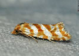 Attēlu rezultāti vaicājumam “Aethes margaritana”